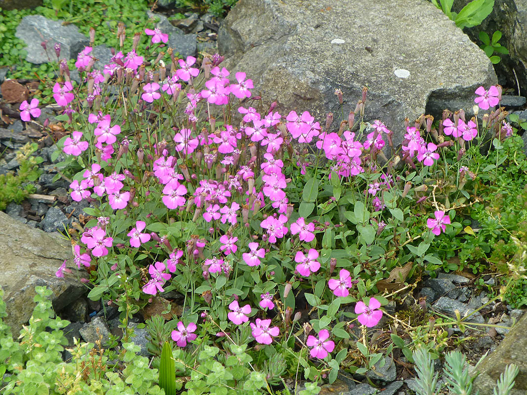 Petrocoptis glaucifolia x hispanica